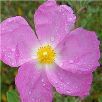 Cistus creticus Silver Pink - Rock Rose