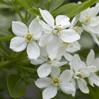 Choisya ternata - Mexican Orange Blossom