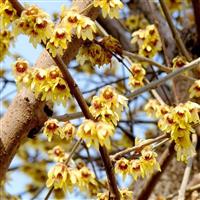 Chimonanthus Praecox - Wintersweet