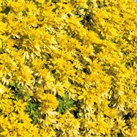 Choisya ternata Sundance (Brica/Lich) - Golden Mexican Orange Blossom
