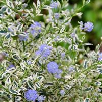 Ceanothus impressus Cool Blue - Hardy Variegated Victoria Ceanothus