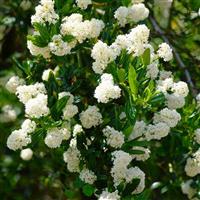 Ceanothus thyrsiflorus Millerton Point - Snow Flurries Evergreen White Californian Lilac
