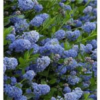 Ceanothus Victoria - Evergreen Californian Lilac