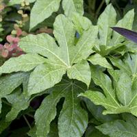 Fatsia Japonica - Extra Large Specimen Plant - circa 120-140cms tall