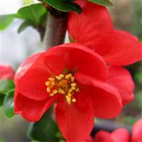 Chaenomeles Red Kimono Flowering Quince