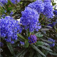 Ceanothus impressus Italian Skies