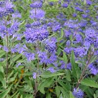 Caryopteris x clandonensis Heavenly Blue - Bluebeard