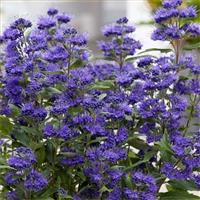 Caryopteris clandonensis 'Grand Blue'