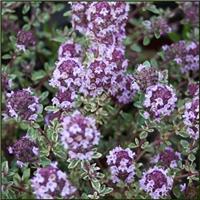 Thyme Silver Queen - Thymus