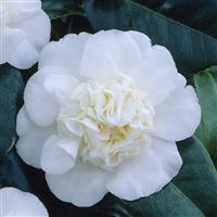 Camellia japonica Nobilissima - Sumptuous White Flowering Evergreen Camellia