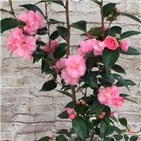Camellia Spring Festival - Pink Blooming Evergreen