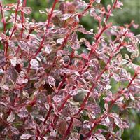 Berberis thunbergii atropurpurea Harlequin - Variegated Barberry