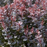 Berberis thunbergii atropurpureum - Purple Barberry