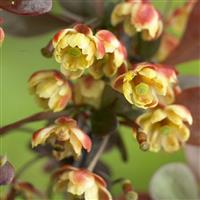 Berberis thunbergii Dart's Red Lady - Dwarf Barberry