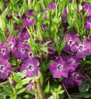 Vinca minor Atropurpurea - PURPLE Flowered Evergreen Ground Covering Lesser Periwinkle Plants