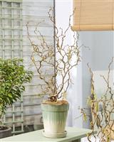 Corylus avellana 'Medusa' - Special Corkscrew Hazel