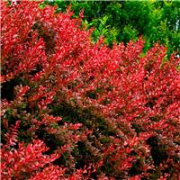 Berberis thunbergii Lutin Rouge