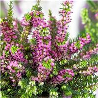 Erica 'Kramer's Red' - Deep Pink-Red Winter Flowering Heather