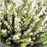 Erica 'White Perfection' - White Winter Flowering Heather