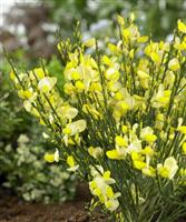 Cytisus Luna - Broom