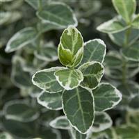 Euonymus fortunei Emerald Gaiety