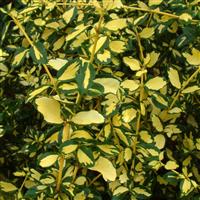 Euonymus fortunei Blondy - Evergreen Gold Variegated Wintersweet