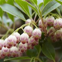 Enkianthus campanulatus - Red Vein