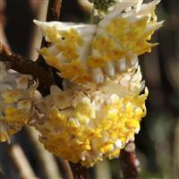 Edgeworthia chrysantha grandiflora - Edgworthia Paperbush