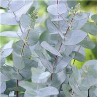 Eucalyptus gunnii - Azure Blue Fragrant Anti-Mosquito Eucaluptus