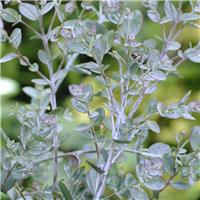Eucalyptus gunnii - Large Cider Gum