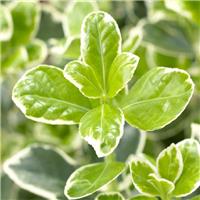 Euonymus japonicus Kathy - Young Plant