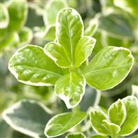 Euonymus japonicus Kathy