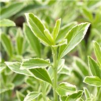 Euonymus japonicus microphyllus Albovariegatus - Young Plant