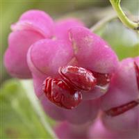 Euonymus planipes phellomanus - Corktree or Spindle Bush
