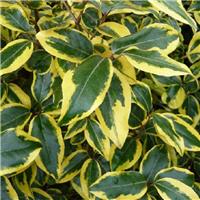 Elaeagnus ebbingei Gilt Edge