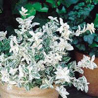 Euonymous fortunei Harlequin - Euonymus
