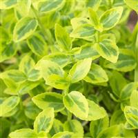 Euonymus fortunei Emerald & Gold