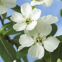 Exochorda Niagara - Pearl Bush