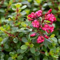 Escallonia Red Dream - Hardy Evergreen Shrub