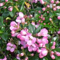 Escallonia Apple Blossom