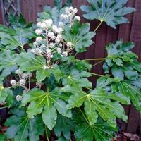 Fatsia Japonica - Japanese Aralia Plants