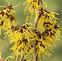 Hamamelis x intermedia Westerstede - Witch Hazel - Large Specimen
