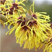 Hamamelis intermedia Yamina - Bronze Leaf Witch Hazel - LARGE Specimen