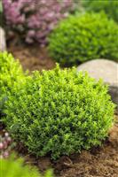 Hebe Emerald Green Globe
