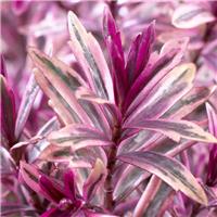 Large Hebe Heartbreaker - Evergreen Shrub