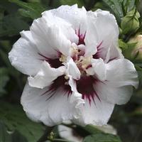 Hibiscus syriacus Speciosus - Double Ice Cream Rose of Sharon