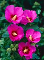 Hibiscus syriacus Woodbridge - Pink Tree Hollyhock