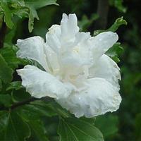 Hibiscus Admiral Dewey - Double Flowered