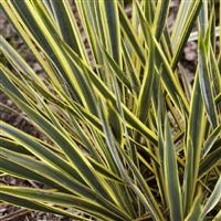 Yucca Bright Edge - Variegated Adams Needle