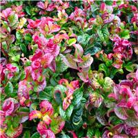 Leucothoe axillaris Curly Red - Unique Twisted Evergreen Foliage